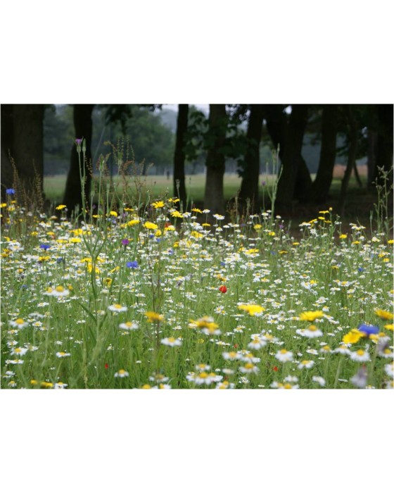 100% Wildflower Seed Mix (50m2)